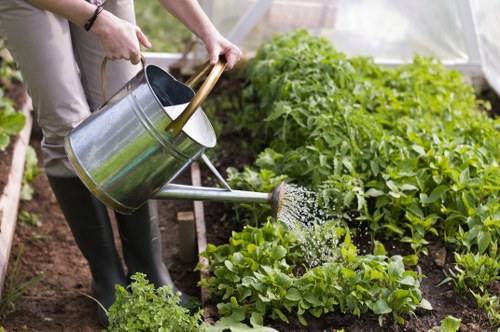 The image shows a daytime outdoor garden scene featuring a person watering various leafy green vegetables with a metal watering can, which has a long spout, in a well-maintained vegetable patch. The garden features organized rows of lush, healthy plants, likely including lettuce and other greens, set in rich, dark soil. In the background, there is a greenhouse or poly tunnel structure with transparent panels, providing a protected environment for the plants. The surrounding area appears to be part of a typical UK backyard garden, with natural daylight illuminating the scene and a focus on healthy plant growth and garden maintenance. The scene exemplifies outdoor gardening practices aligned with professional gardening services in Alperton, where careful watering and garden care are essential components of landscape upkeep.