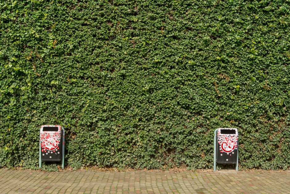 Two black outdoor trash bins with red and white floral-themed graffiti designs placed on a paved walkway in front of a dense, well-maintained green hedge. The hedge has a mixture of small, closely cli